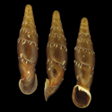 To Conchology (Progarnieria huleschheliae)