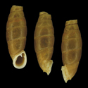 To Conchology (Oospira sykesi letrungthongi)