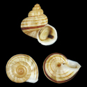 To Conchology (Tropidophora bemaraensis)