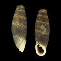 To Conchology (Selenophaedusa diplochilus griffithsi)