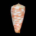 To Conchology (Phasmoconus goudeyi)