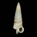 To Conchology (Ataxocerithium abnormale WHITE)