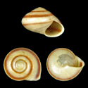 To Conchology (Pleuropoma sublaevigata)