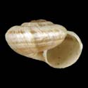 To Conchology (Xerocrassa geyeri)