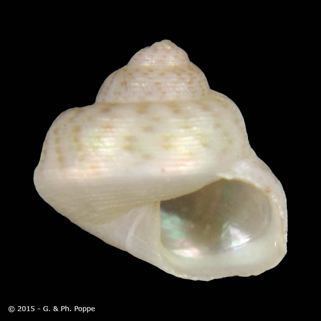 Gibbula tumida