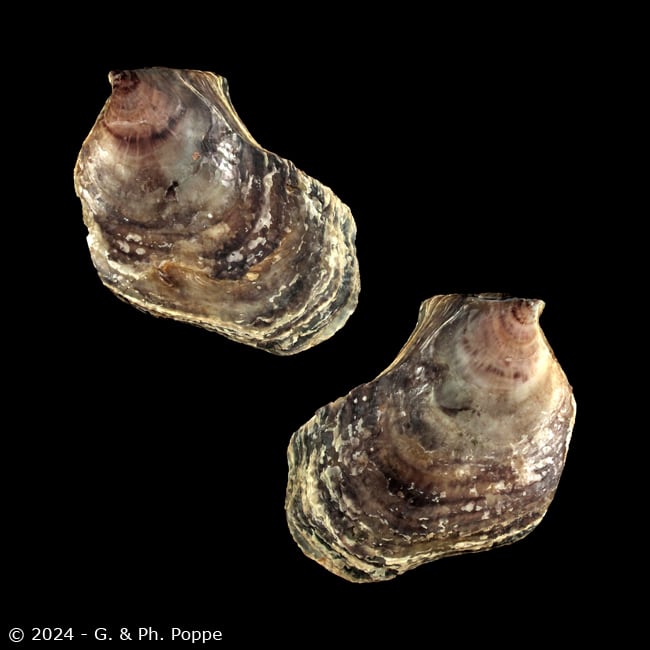 Isognomon ephippium