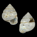 To Conchology (Satsuma sphaeroconus)