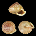 To Conchology (Lucidella adamsiana)