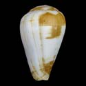 To Conchology (Varioconus babaensis)