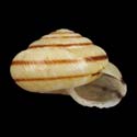 To Conchology (Ainohelix editha BANDED)