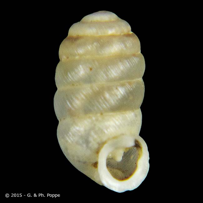 Pupilla signata