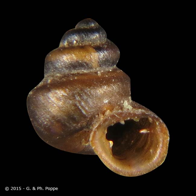 Aulacospira pluangtong