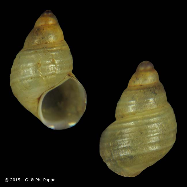 Hydrobioides striatulus