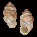 To Conchology (Palaina capillacea)