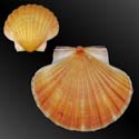 To Conchology (Pecten fumatus ORANGE)