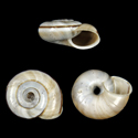 To Conchology (Chilostoma cingulatum bizona)