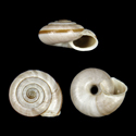 To Conchology (Chilostoma cingulatum nicatis)