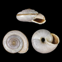 To Conchology (Chilostoma cingulatum hermesianum)