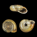 To Conchology (Chilostoma millieri)