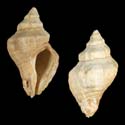 To Conchology (Bedeva flindersi FOSSIL)