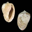 To Conchology (Cassis fimbriata FOSSIL)