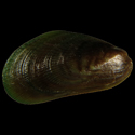 To Conchology (Brachidontes evansi)