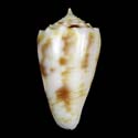 To Conchology (Phasmoconus santinii)