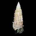 To Conchology (Cerithium scobiniforme SPECIAL COLOR)