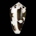 To Conchology (Pionoconus striolatus SPECIAL COLOR)