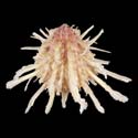 To Conchology (Spondylus victoriae)