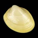 To Conchology (Ennucula georgiana)