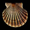 To Conchology (Leptopecten tumbezensis GIANT)