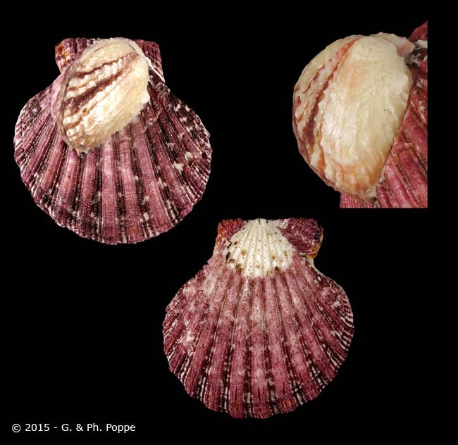 Cloak Scallop Seashell