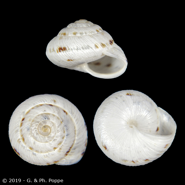 Xerocrassa meda WHITE