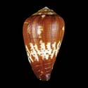 To Conchology (Varioconus africanus)