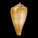 To Conchology (Monteiroconus ambiguus)