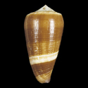 To Conchology (Pionoconus vezzaroi GRANULATE)