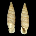 To Conchology (Charpentieria crassicostata SELINUNTE)