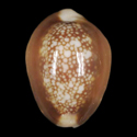 To Conchology (Monetaria caputserpentis f. kenyonae)