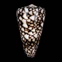 To Conchology (Conus nicobaricus cf.)