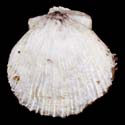 To Conchology (Spondylus candidus ALBINO)