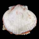 To Conchology (Spondylus candidus ALBINISTIC)