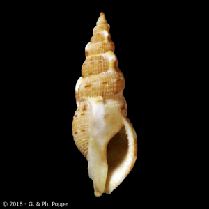 Colubraria gilberti PARATYPE