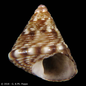 Jujubinus vexationis