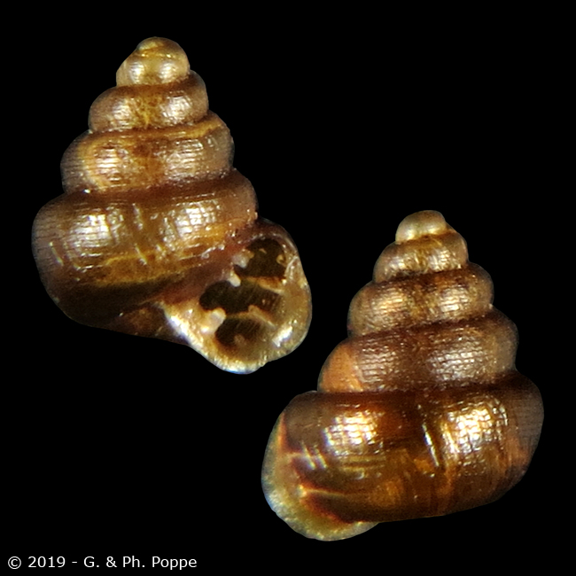 Paraboysidia pangmaphaensis