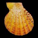 To Conchology (Semipallium fulvicostatum ORANGE)