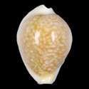 To Conchology (Naria miliaris CALLOUSED DWARF)