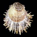 To Conchology (Spondylus tenuispinosus)