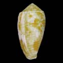 To Conchology (Pionoconus rouxi)