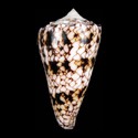 To Conchology (Conus nicobaricus FREAK)